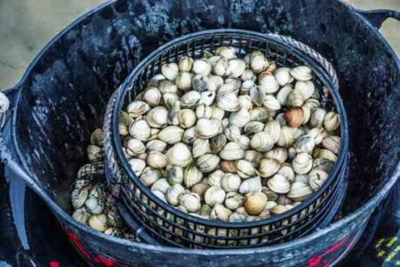 Collecting Cockles: A Galician Women’s Tradition Image